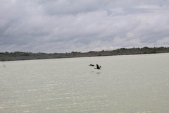 Nannopterum brasilianum