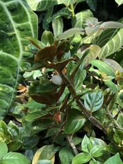 Columnea crassicaulis