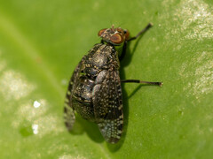 Platystoma