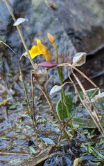 Utricularia bifida