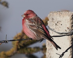 Carpodacus roseus