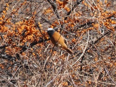 Phoenicurus erythrogastrus