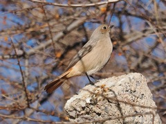 Phoenicurus erythrogastrus