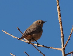 Phoenicurus erythrogastrus