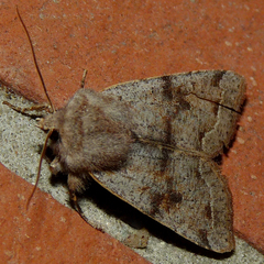 Orthosia incerta