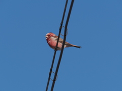 Carpodacus roseus