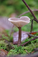 Pseudoclitocybe cyathiformis