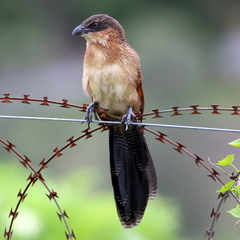 Centropus superciliosus burchellii