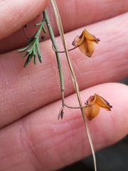 Fumana ericifolia