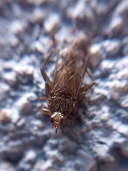 Pseudolynchia canariensis