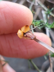 Fumana ericifolia