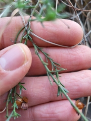 Fumana ericifolia
