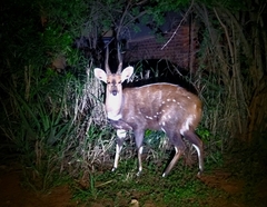 Tragelaphus sylvaticus