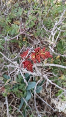 Pistacia terebinthus palaestina