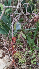 Pistacia terebinthus palaestina