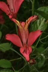 Alstroemeria ligtu ligtu