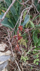 Pistacia terebinthus palaestina