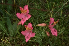 Alstroemeria ligtu ligtu