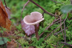 Pseudoclitocybe cyathiformis