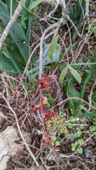 Pistacia terebinthus palaestina