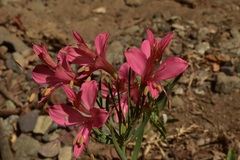 Alstroemeria ligtu ligtu