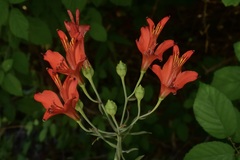Alstroemeria ligtu ligtu