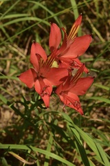 Alstroemeria ligtu ligtu