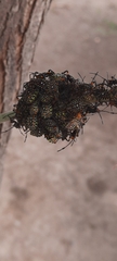 Pachylis argentinus