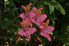 Alstroemeria ligtu ligtu