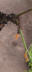 Pachylis argentinus