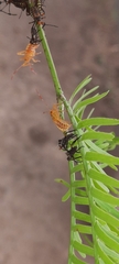 Pachylis argentinus