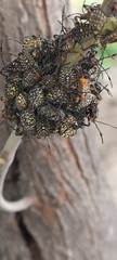 Pachylis argentinus