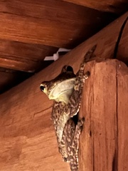 Itapotihyla langsdorffii