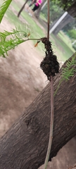 Pachylis argentinus