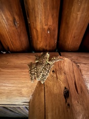 Itapotihyla langsdorffii