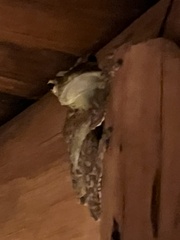 Itapotihyla langsdorffii