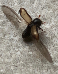 Trypodendron