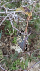 Baizongia pistaciae