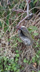 Baizongia pistaciae
