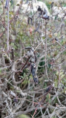 Baizongia pistaciae