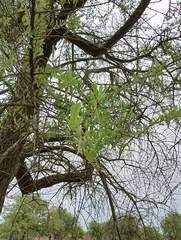 Tabebuia nodosa