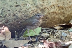Pellorneum ruficeps