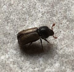 Trypodendron