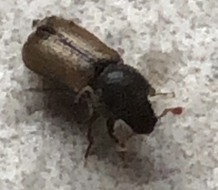 Trypodendron