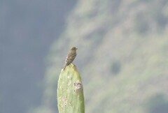 Serinus canaria