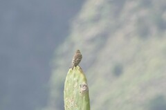Serinus canaria