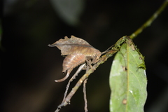Typophyllum egregium