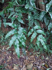 Diplazium donianum