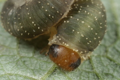 Allantus togatus