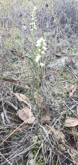 Spiranthes niklasii